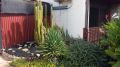 Cailen - Front Garden Cactus 2020