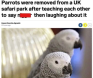 Racist Parrots Removed from UK Park for Racial Slurs