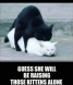 Black Cat vs White Cat