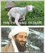 Sheep - A Muslim Pastime