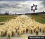 Goyim Are Sheep to the Jew