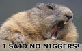 Beavers Hate Niggers