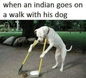 When a Curry muncher walks his Dog