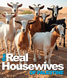 New Middle Eastern Women’s Gossip Show