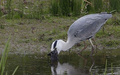 heron and rabbit 2/5