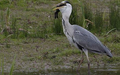 heron and rabbit 5/5